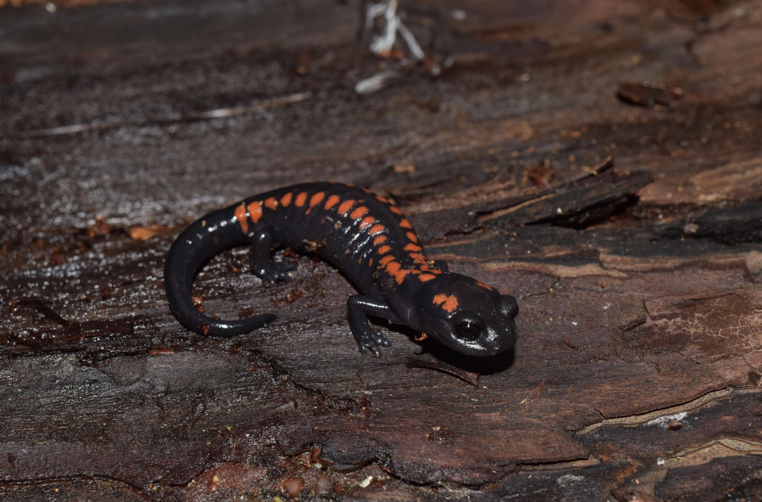 Captura de Pantalla 2025-11-18 a la(s) 13.56.19